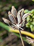 Fruits in situ close up