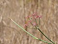 seeds on a plant
