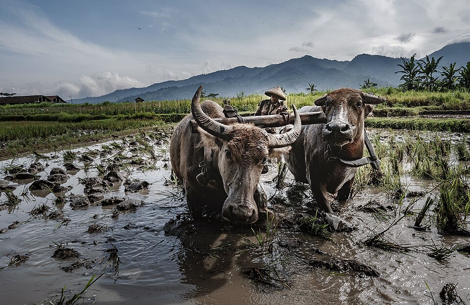 File:Kerbau untuk membajak sawah.jpg